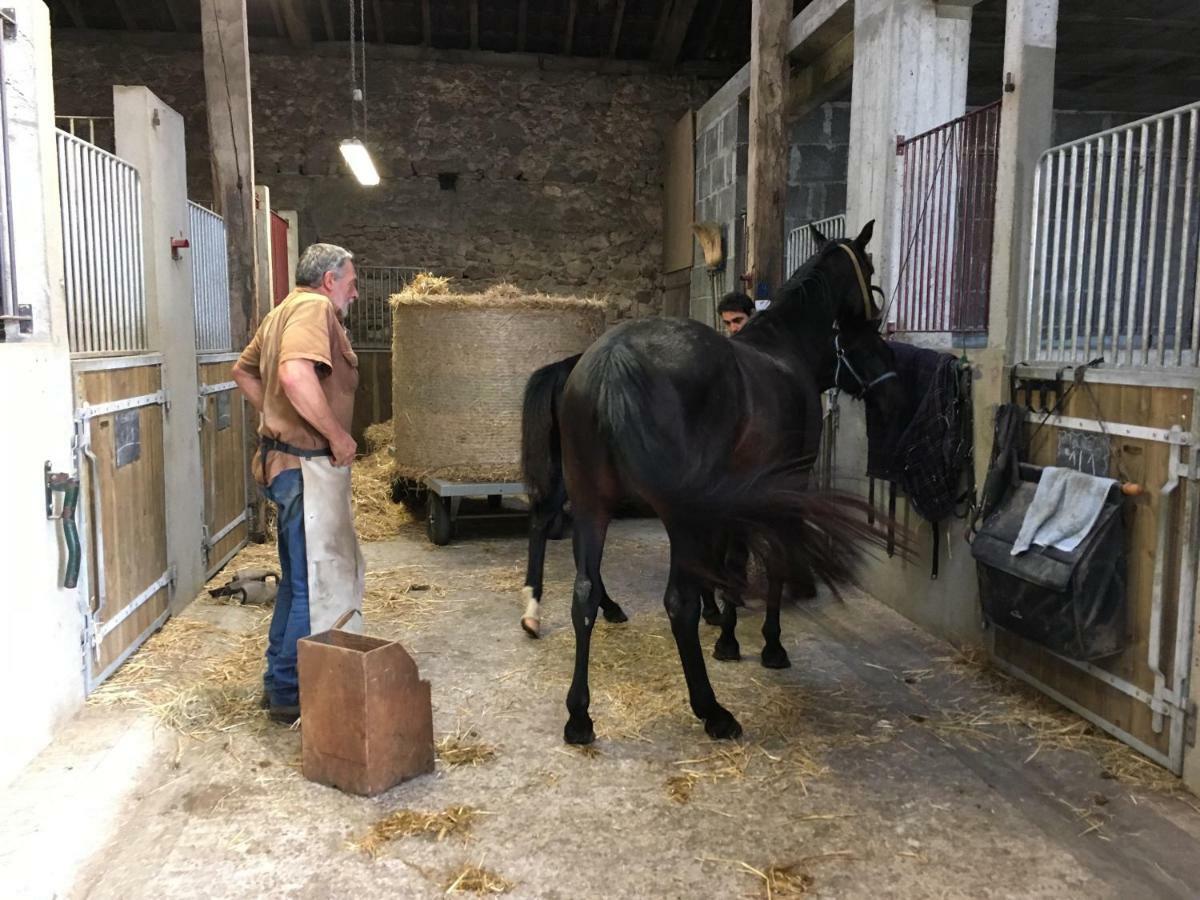 Ferme Gite Equestre En Charente Confolens Εξωτερικό φωτογραφία